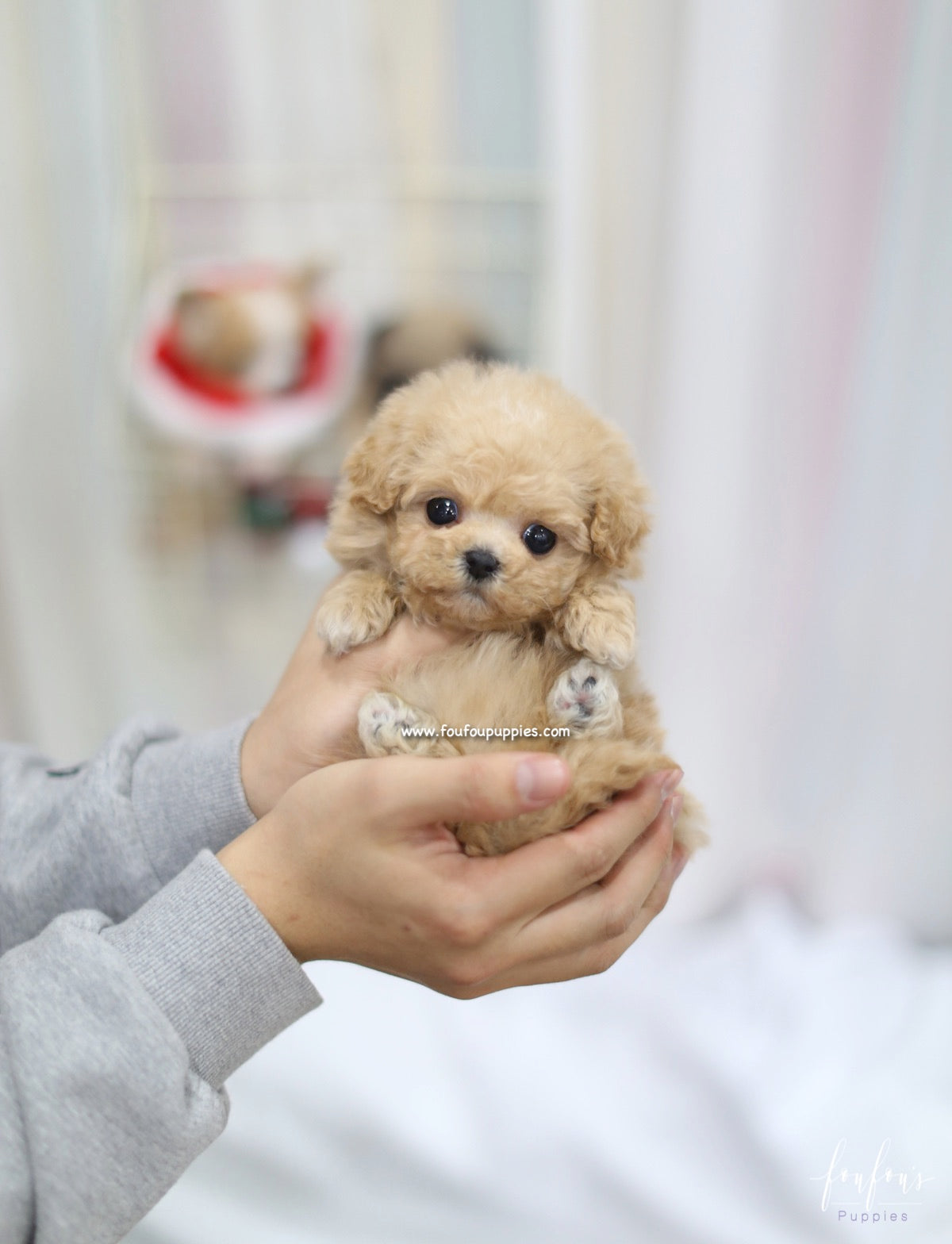 Zoe - Maltipoo F.