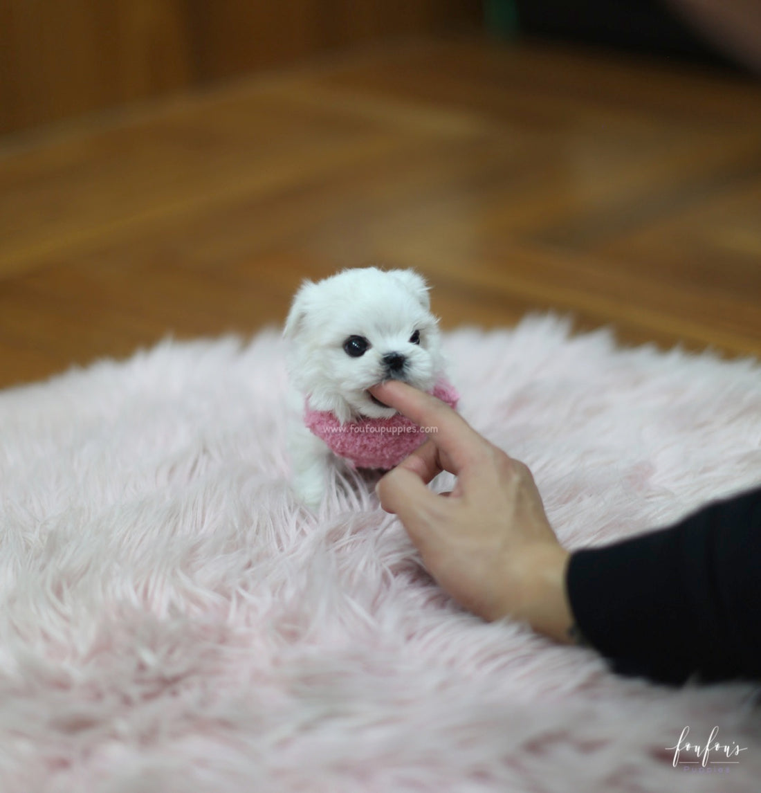 Tinkerbelle - Maltese F.