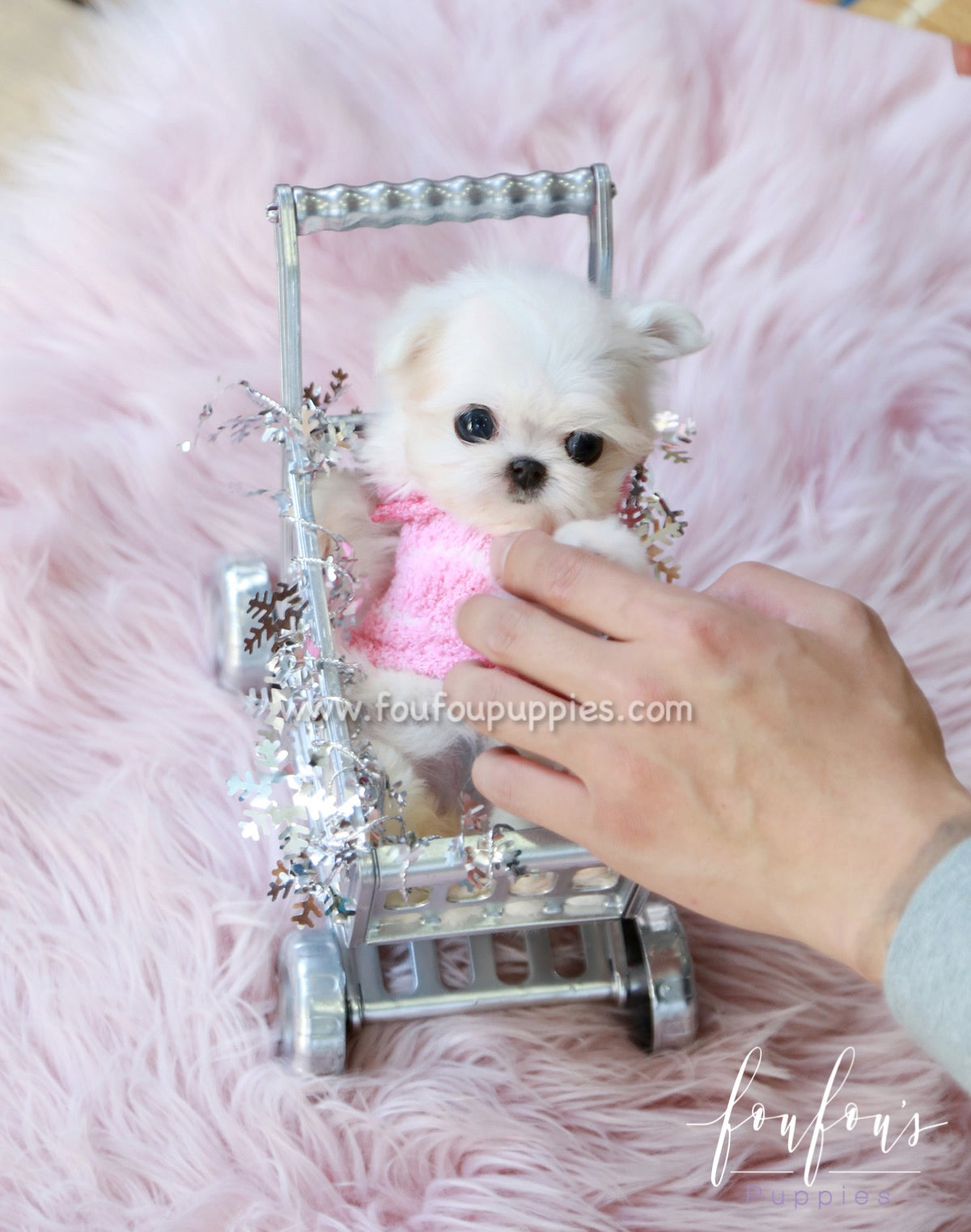 Tiffany - Maltese F.