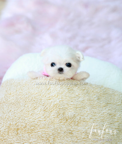 Tiffany - Maltese F.