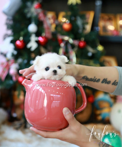 Tiffany - Maltese F.