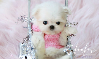 Tiffany - Maltese F.