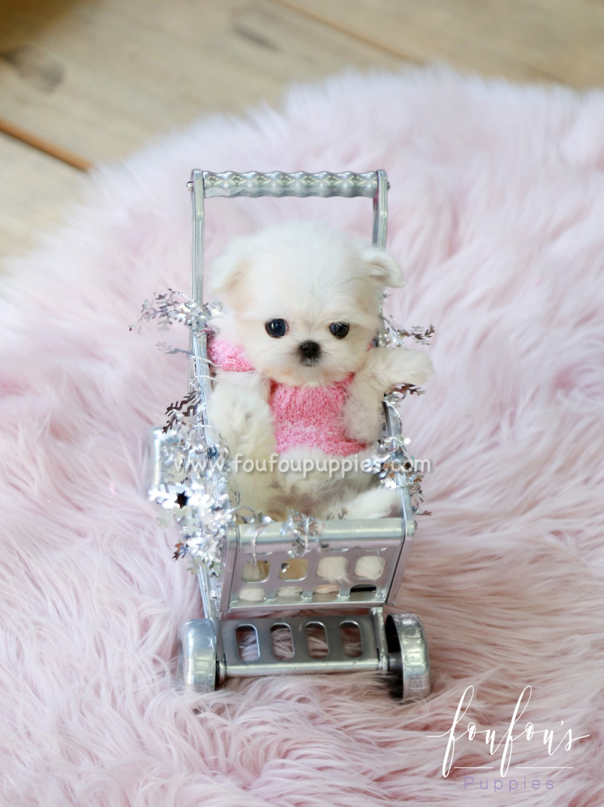 Tiffany - Maltese F.