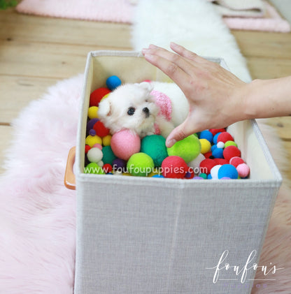 Tiffany - Maltese F.