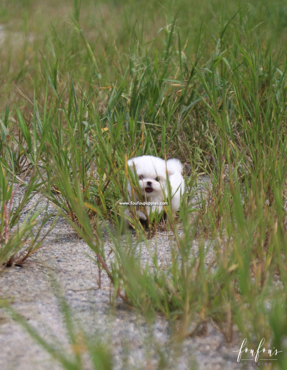 Stella - Maltese F.