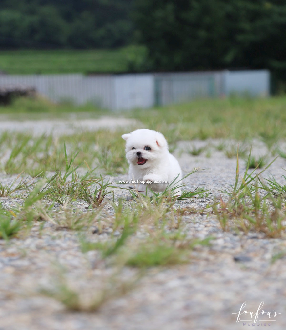 Stella - Maltese F.