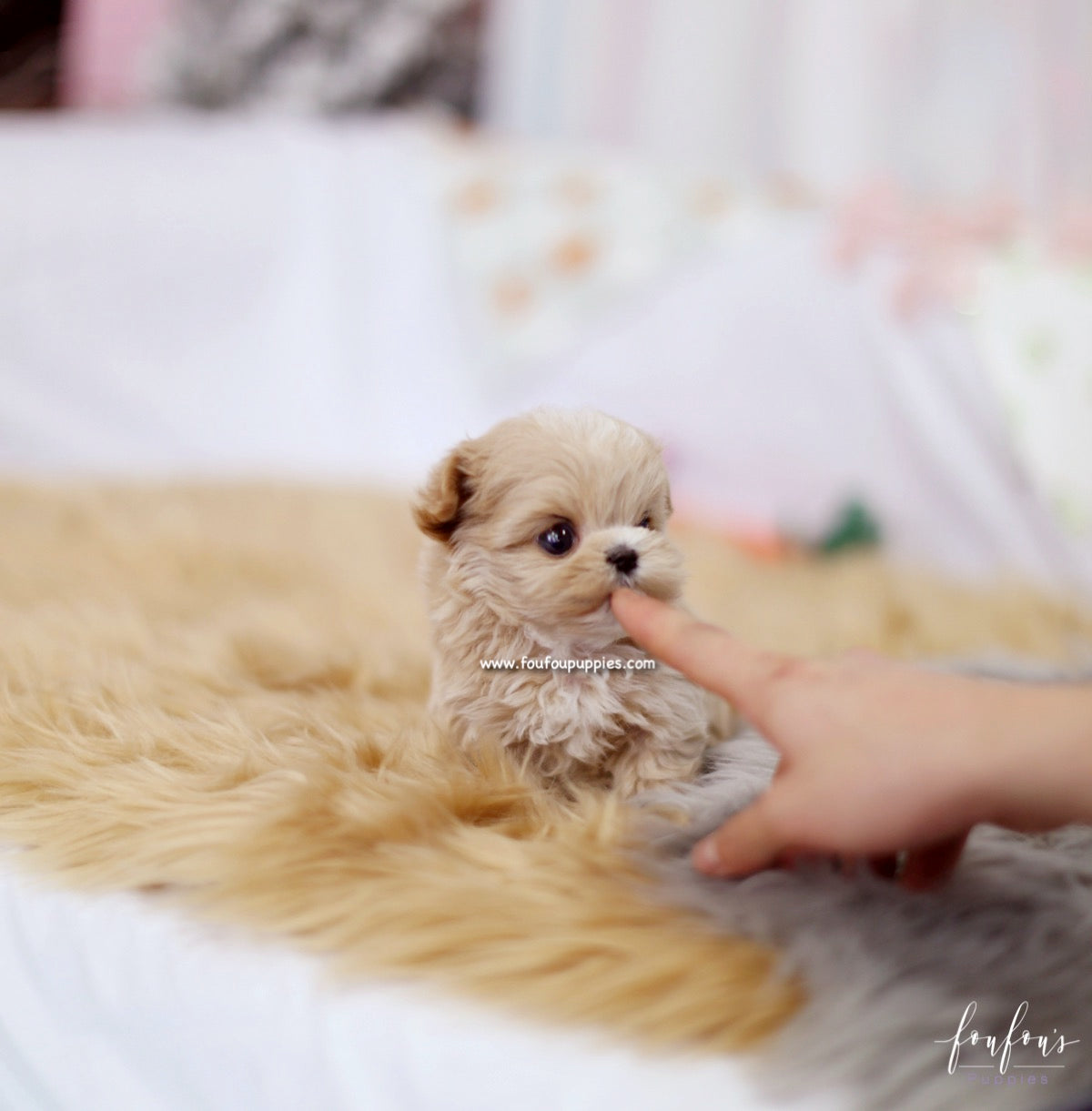 Aurae - Maltipoo F. – Foufou Puppies