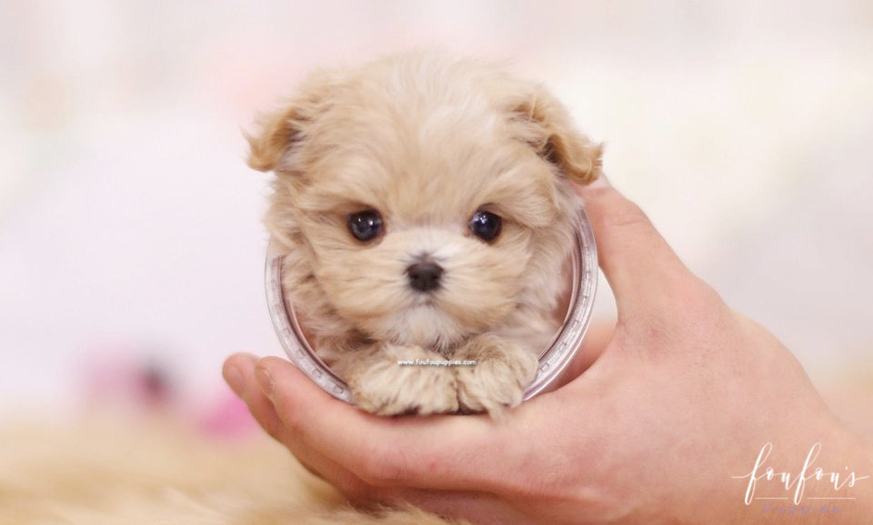 Aurae - Maltipoo F.