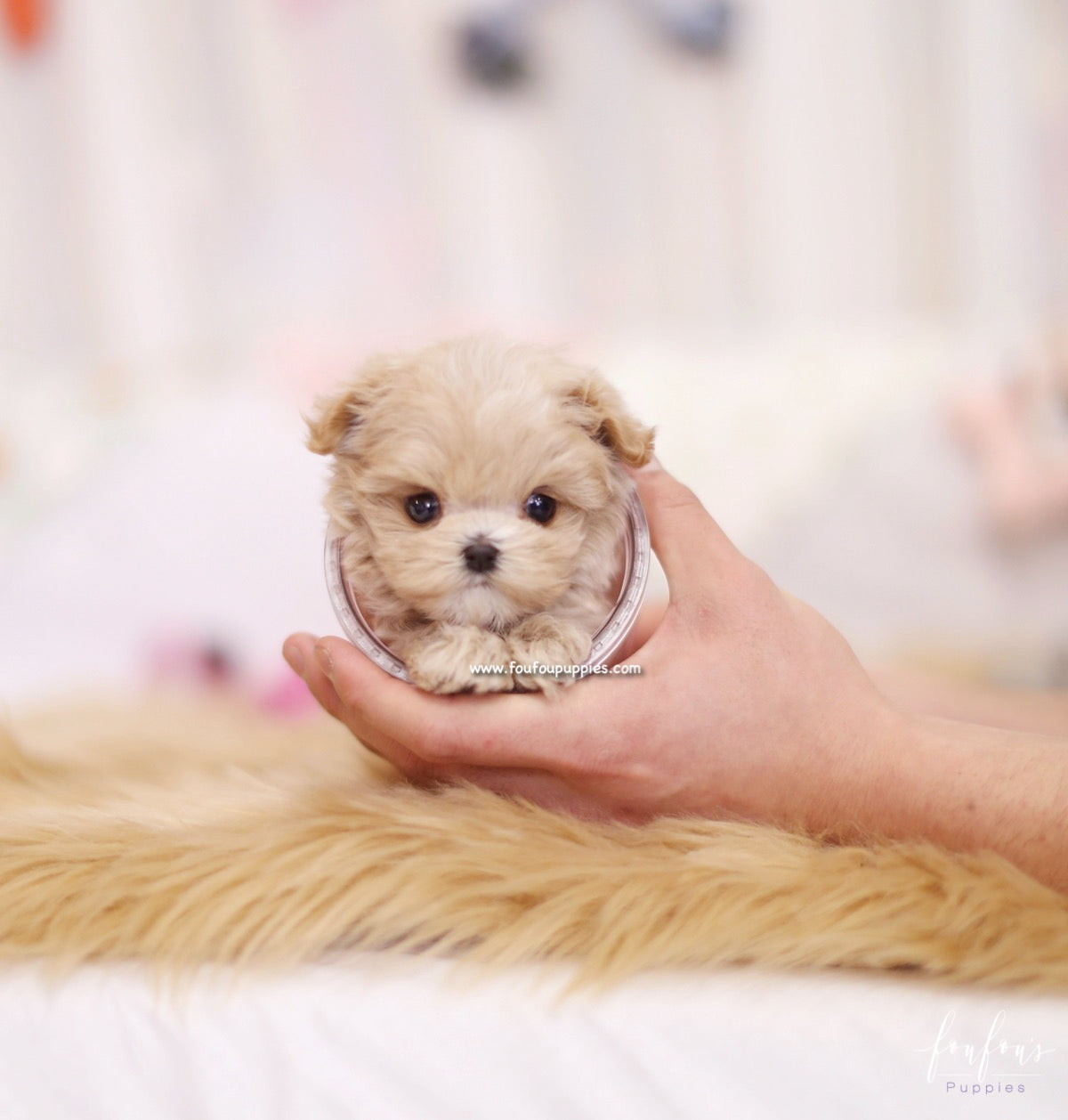 Aurae - Maltipoo F.