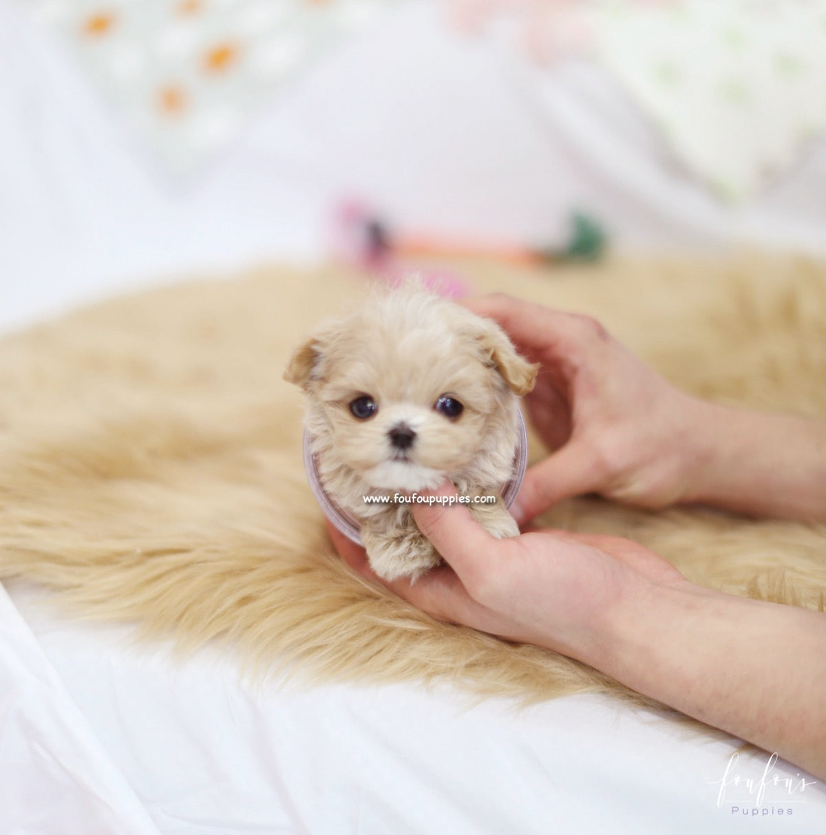 Aurae - Maltipoo F.