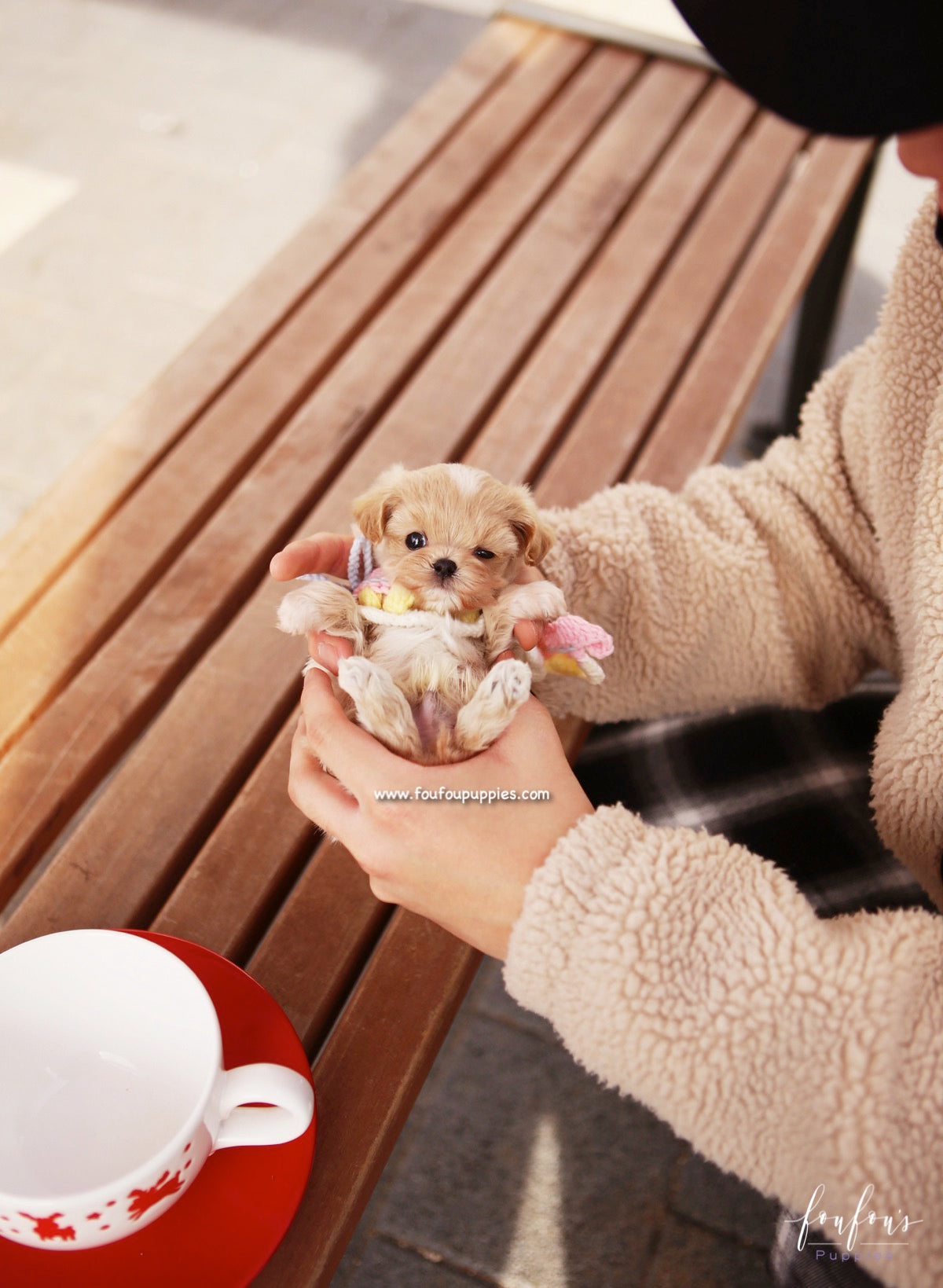 Biggie - Maltipoo M.