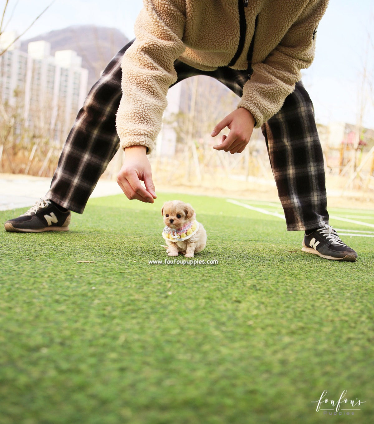 Biggie - Maltipoo M.