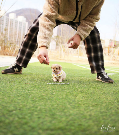 Biggie - Maltipoo M.