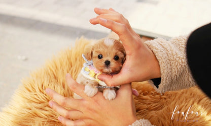 Biggie - Maltipoo M.