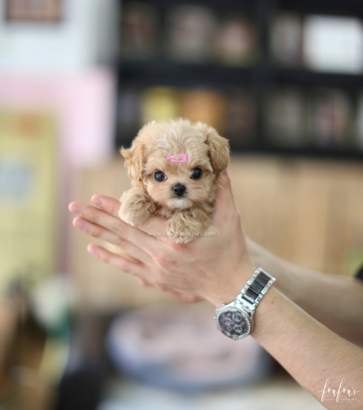 Venice - Maltipoo F.