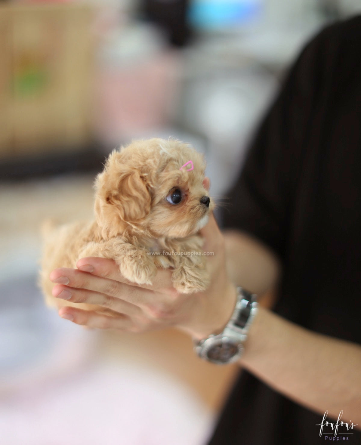 Venice - Maltipoo F.