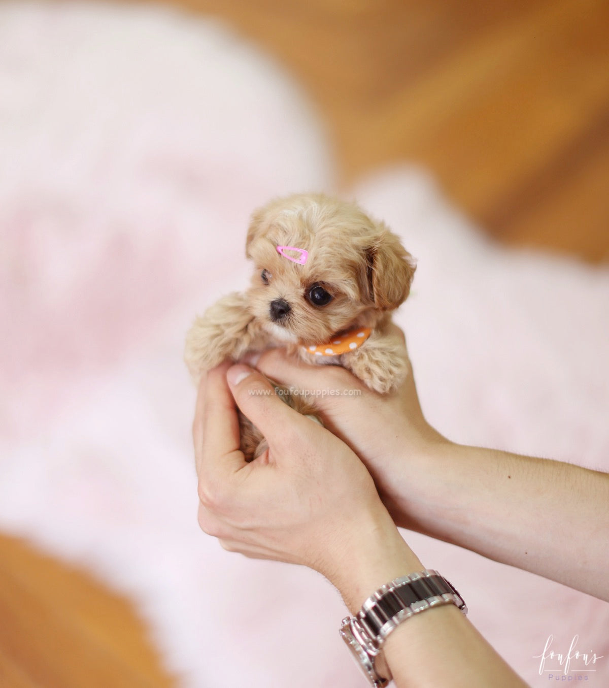 Venice - Maltipoo F.