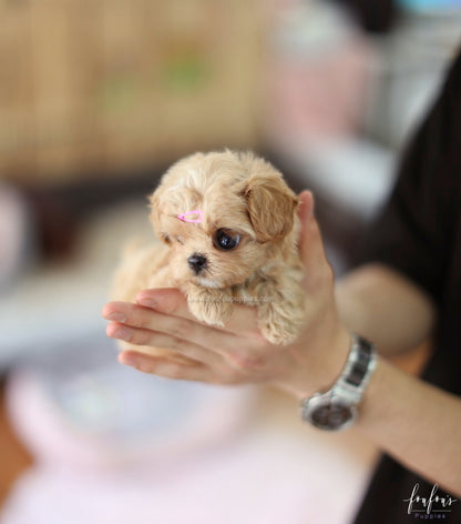 Venice - Maltipoo F.