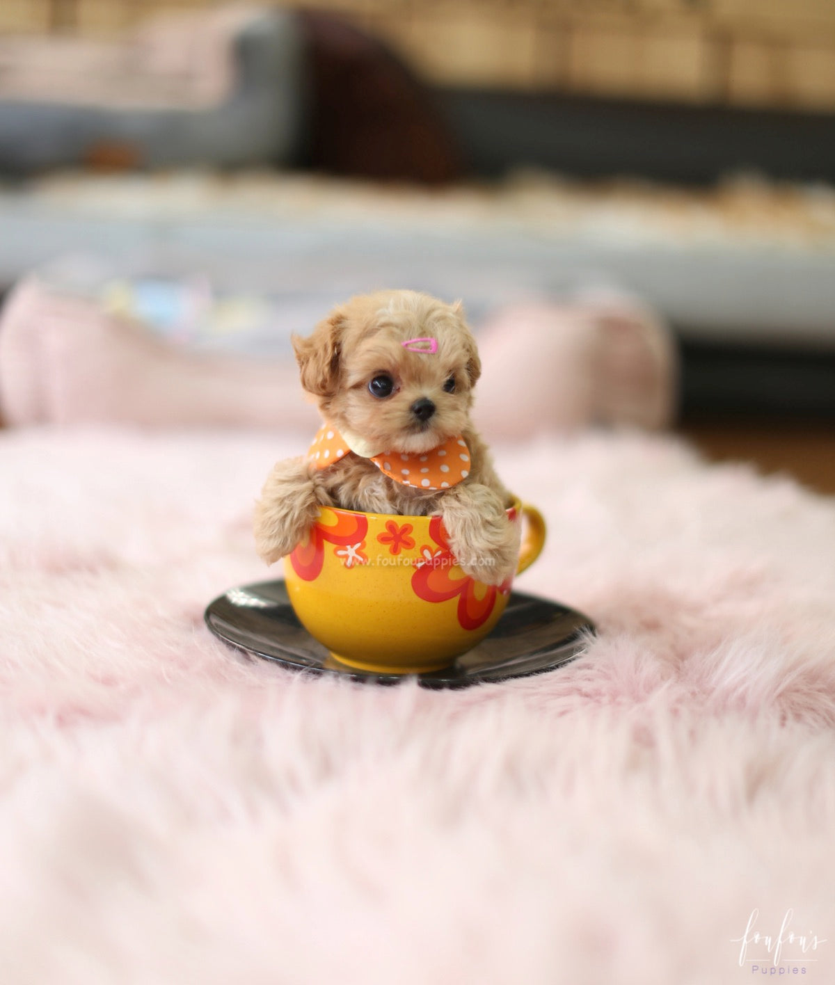 Venice - Maltipoo F.
