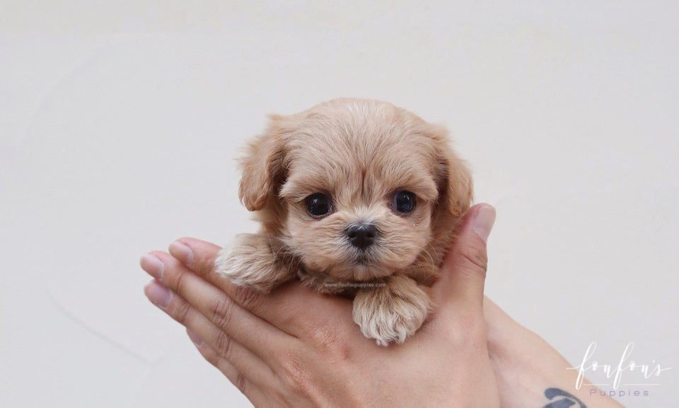 Moana - Maltipoo F.