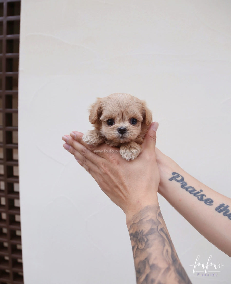 Moana - Maltipoo F.