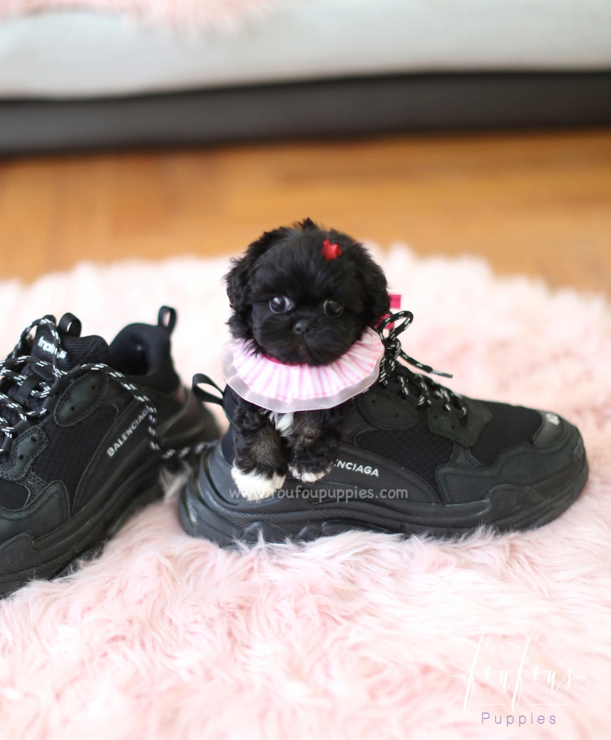 Dahlia - Maltipoo F.