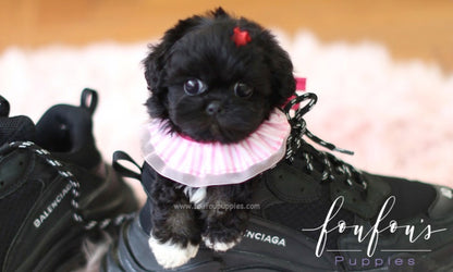 Dahlia - Maltipoo F.