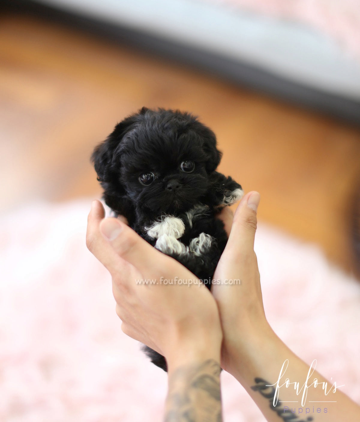 Dahlia - Maltipoo F.