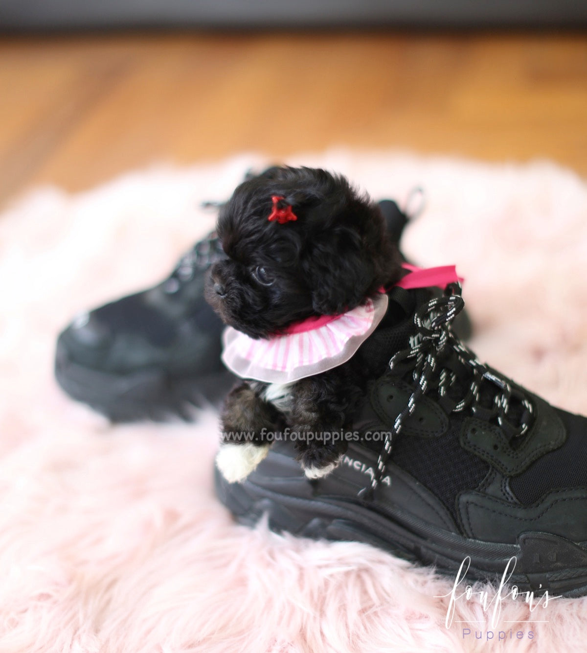 Dahlia - Maltipoo F.
