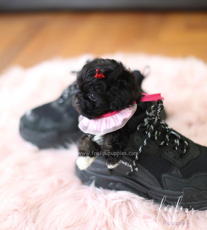 Dahlia - Maltipoo F.
