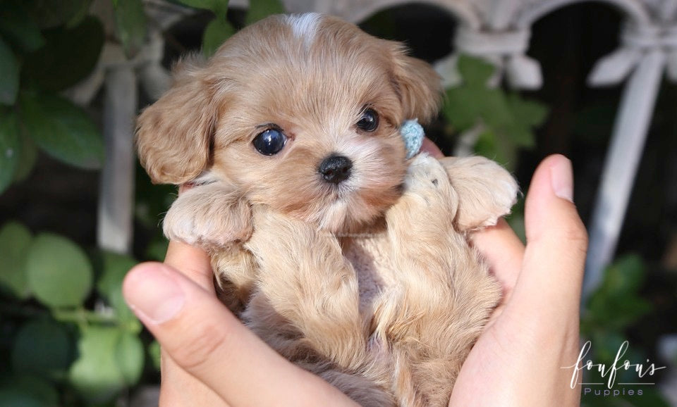 Ralph - Maltipoo M.