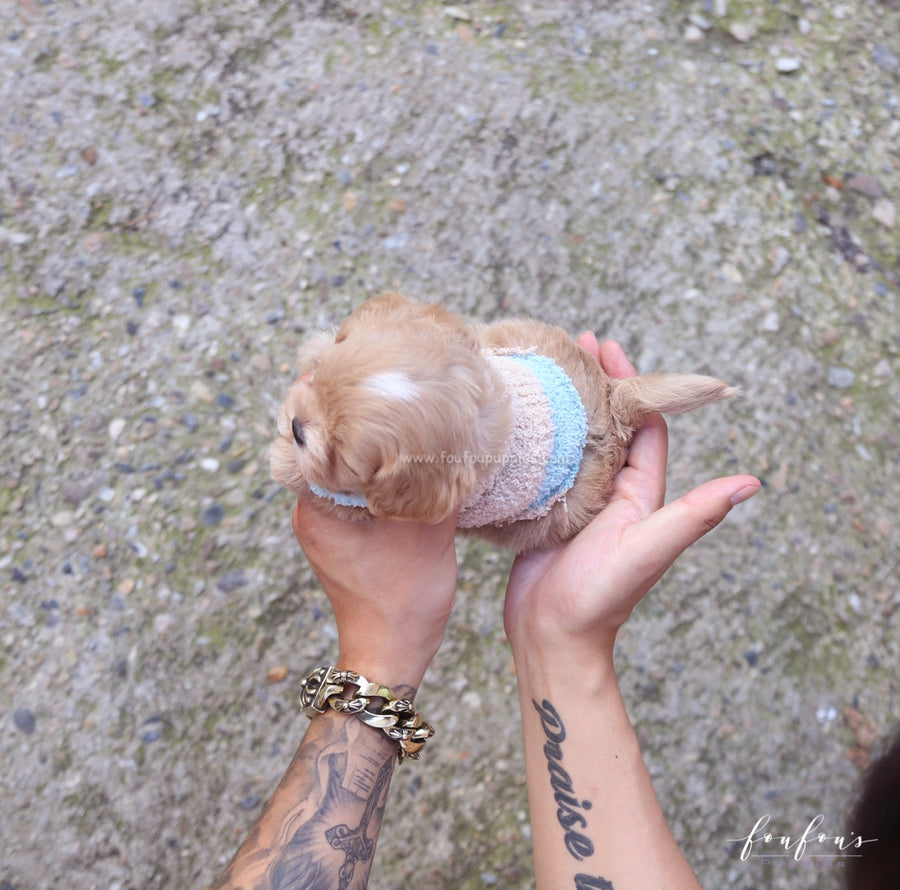 Ralph - Maltipoo M.