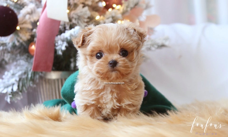 Rudolph - Maltipoo M.