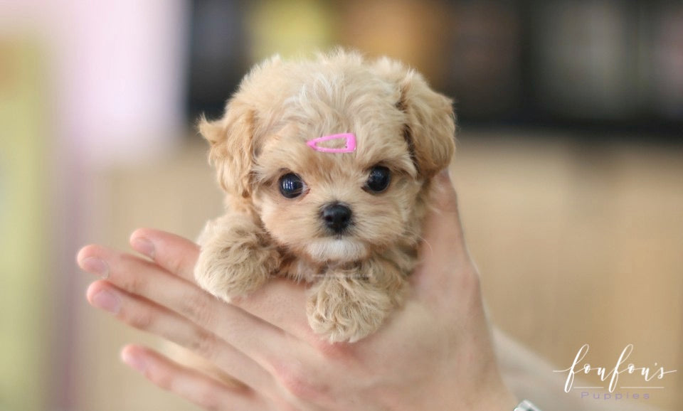 Venice - Maltipoo F.
