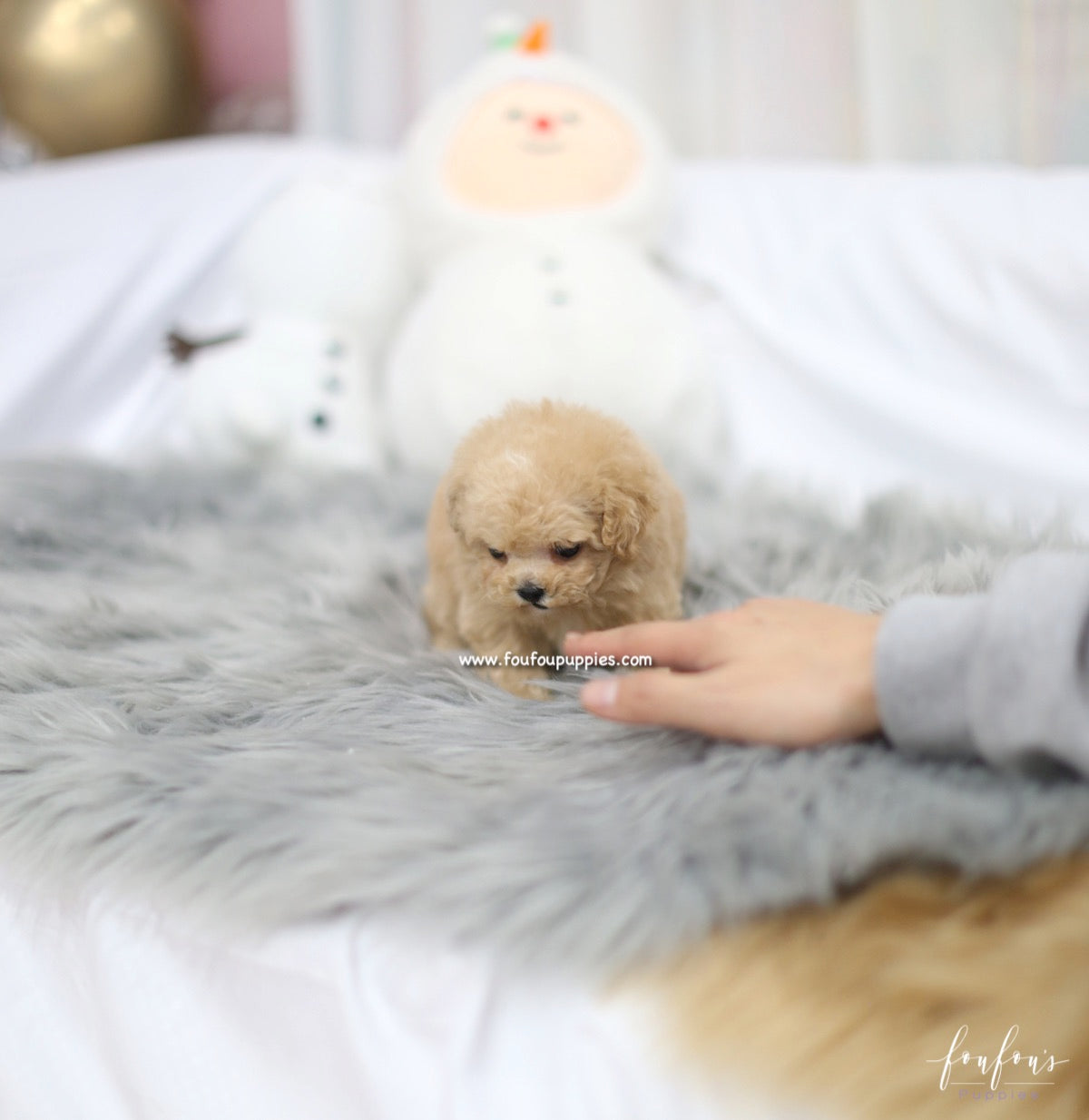 Zoe - Maltipoo F.