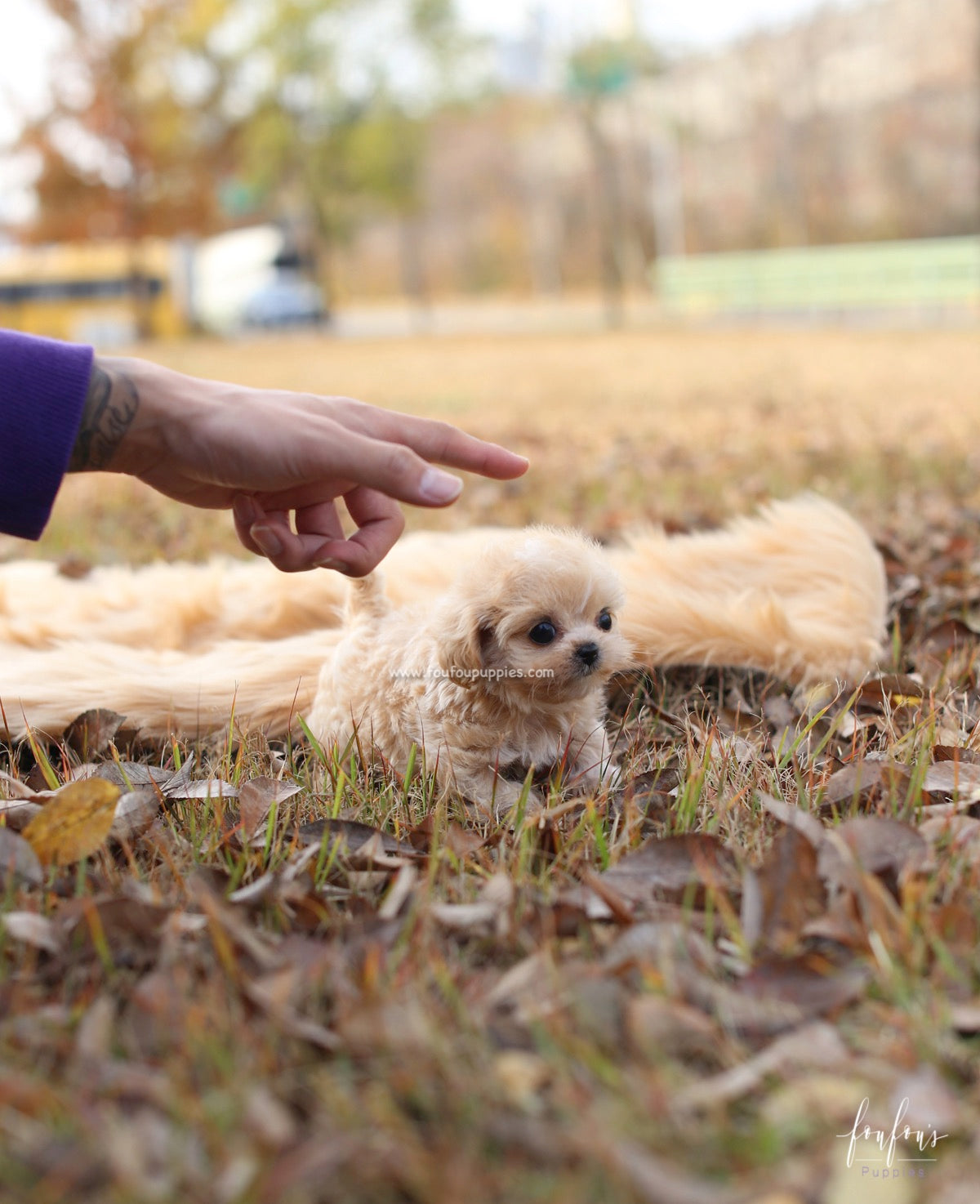 Eden - Maltipoo F.