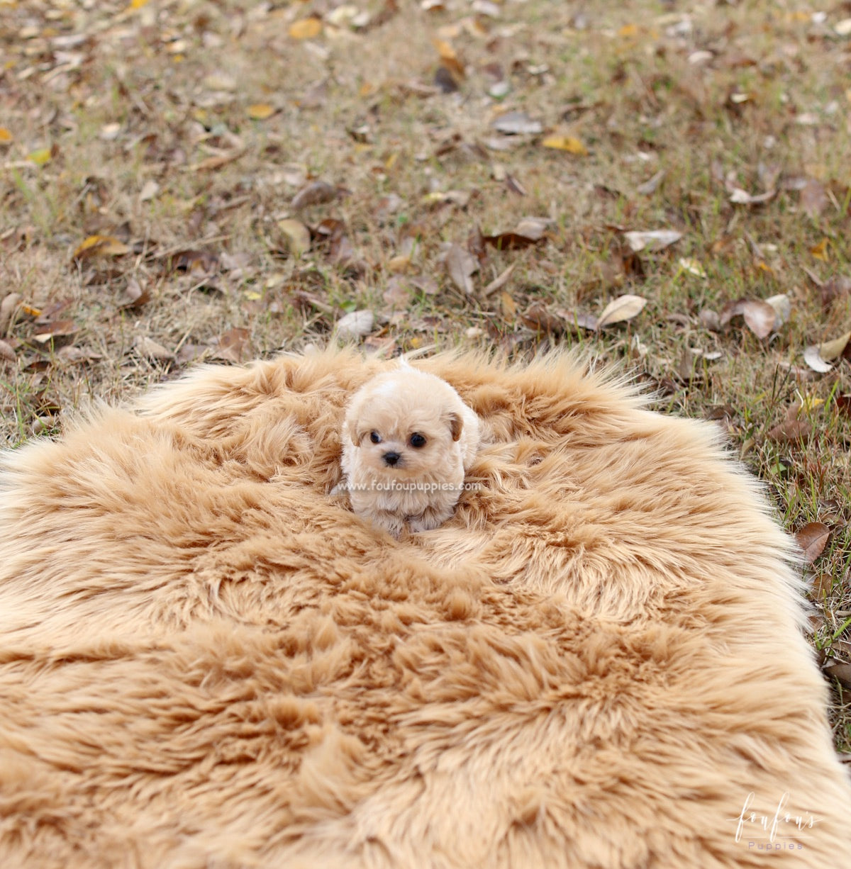 Eden - Maltipoo F.