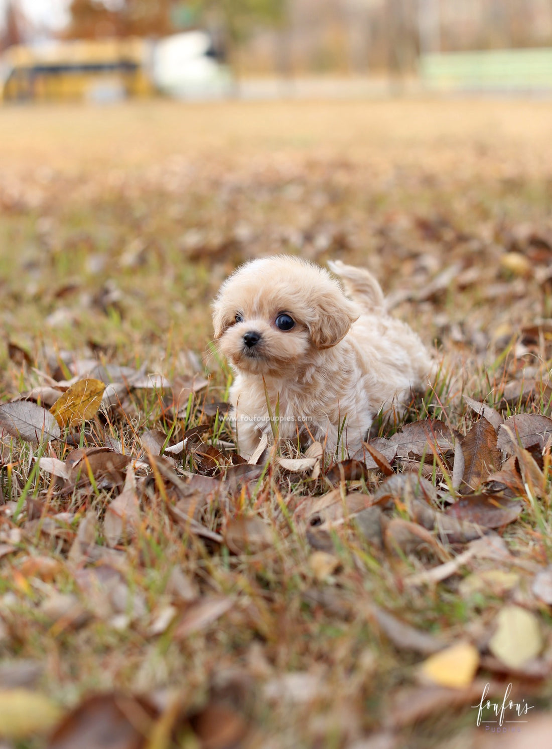 Eden - Maltipoo F.