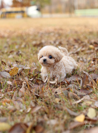 Eden - Maltipoo F.