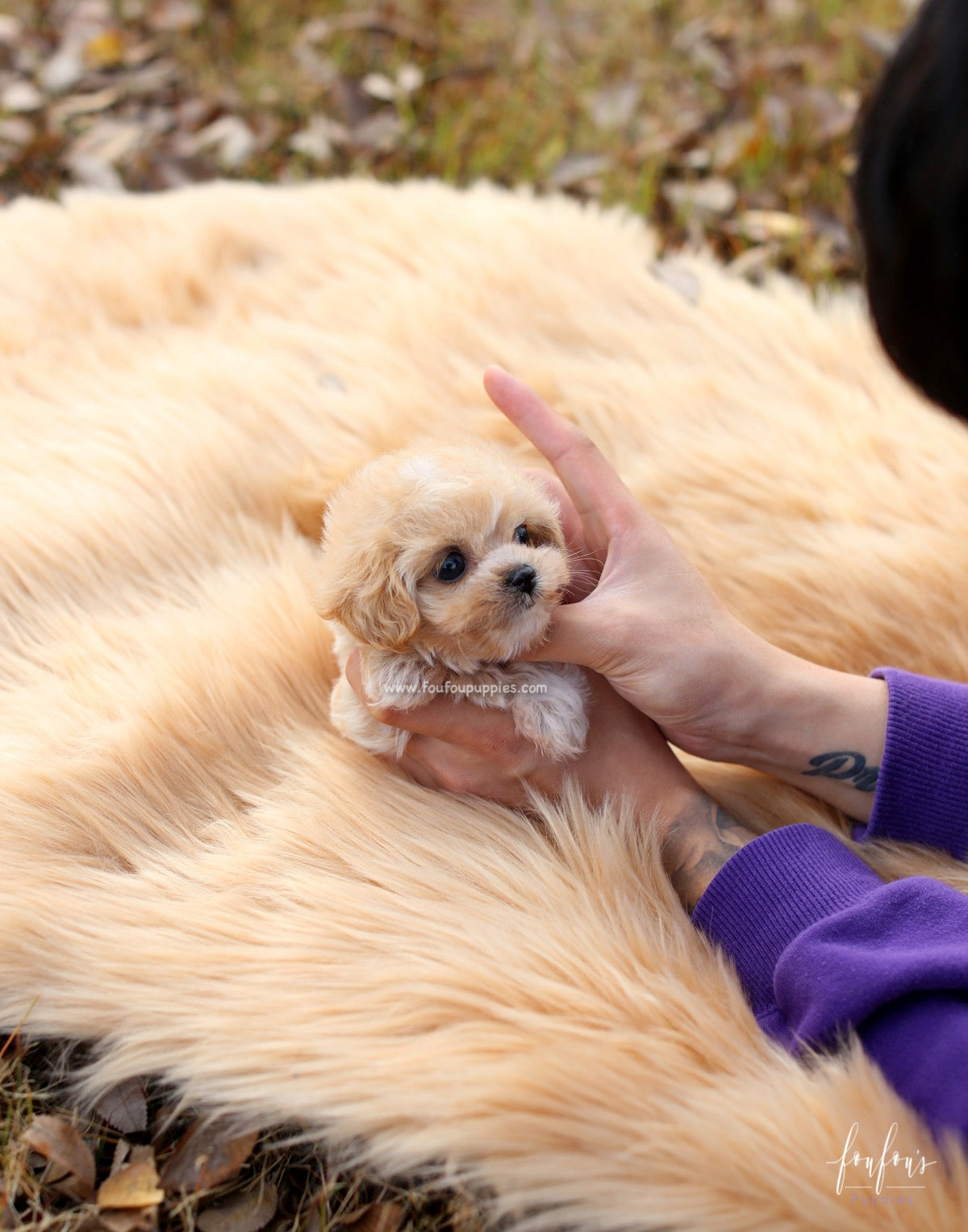 Eden - Maltipoo F.