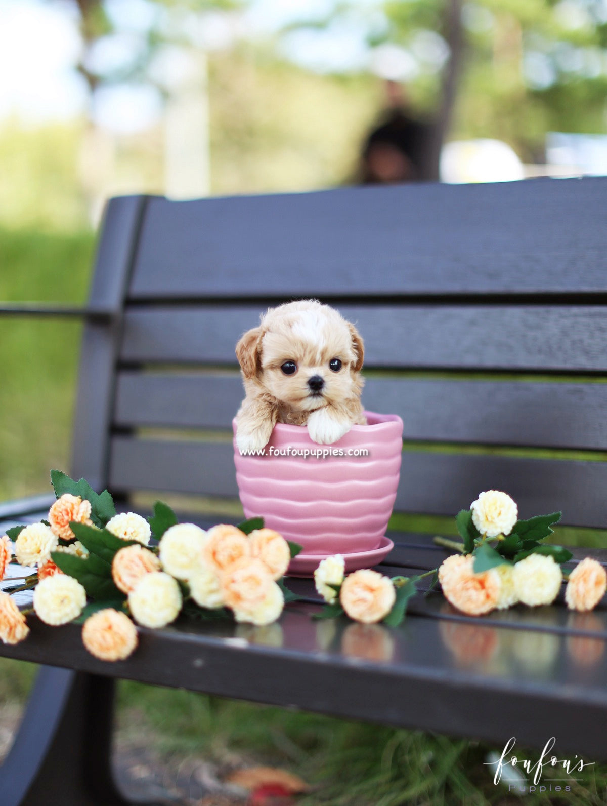 Marilyn - Maltipoo F.