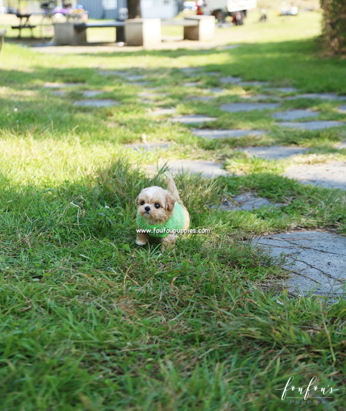 Marilyn - Maltipoo F.