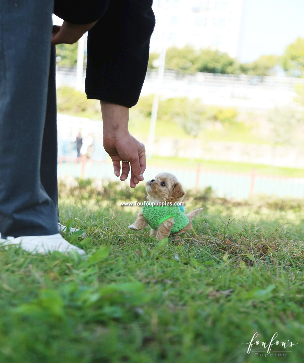 Marilyn - Maltipoo F.