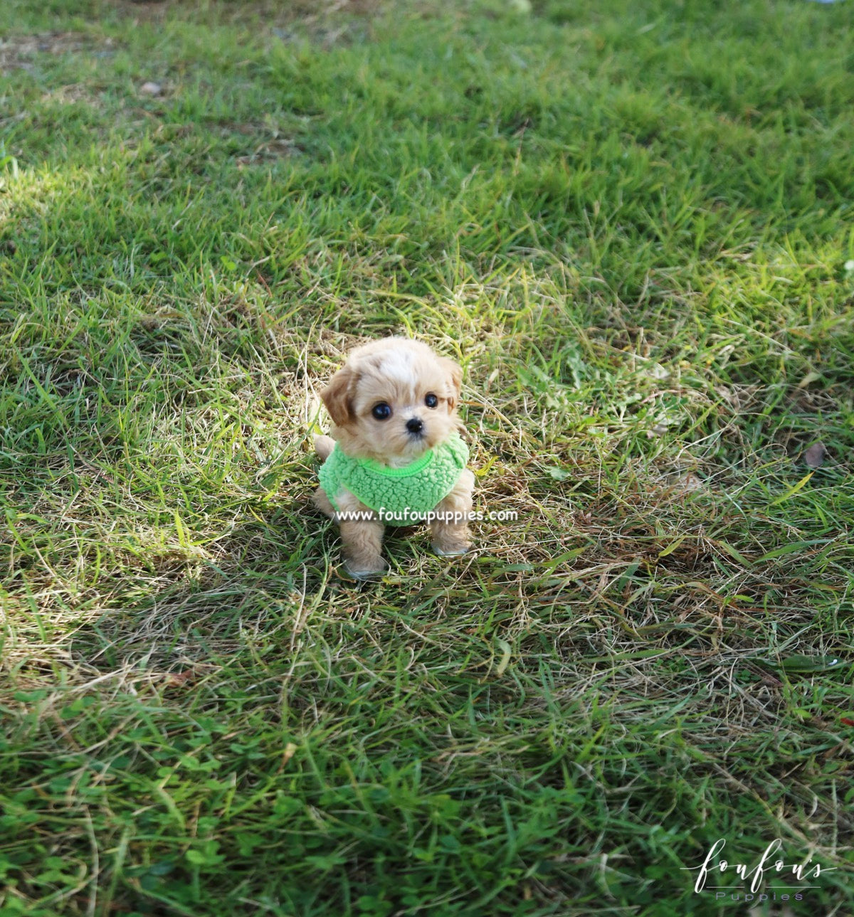 Marilyn - Maltipoo F.