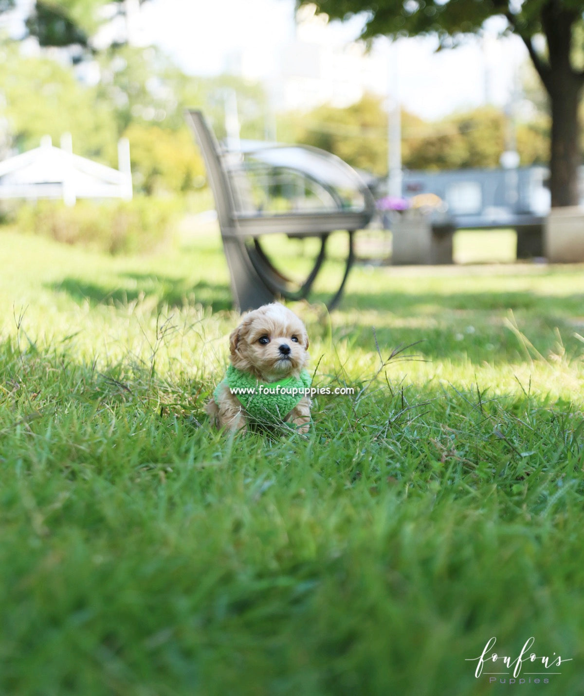 Marilyn - Maltipoo F.