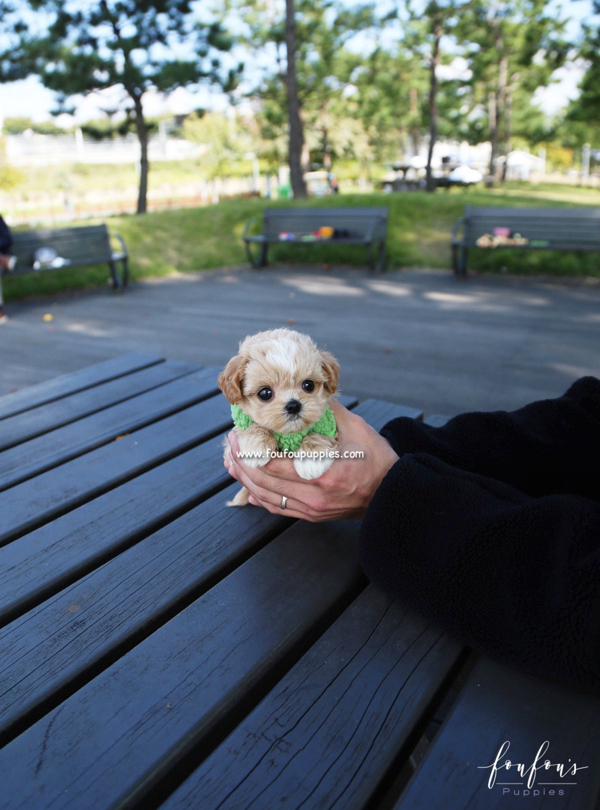 Marilyn - Maltipoo F.