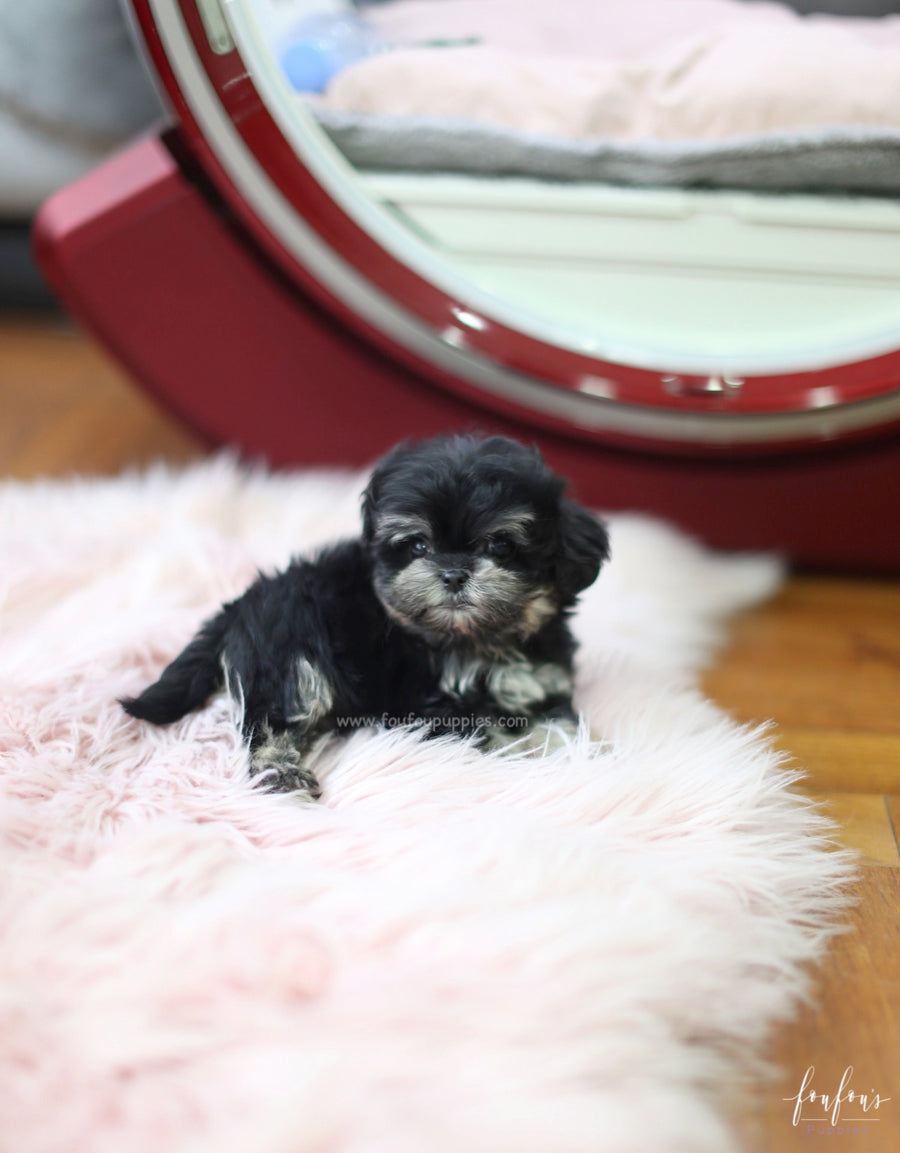 Gotti Mauzer M. Foufou Puppies