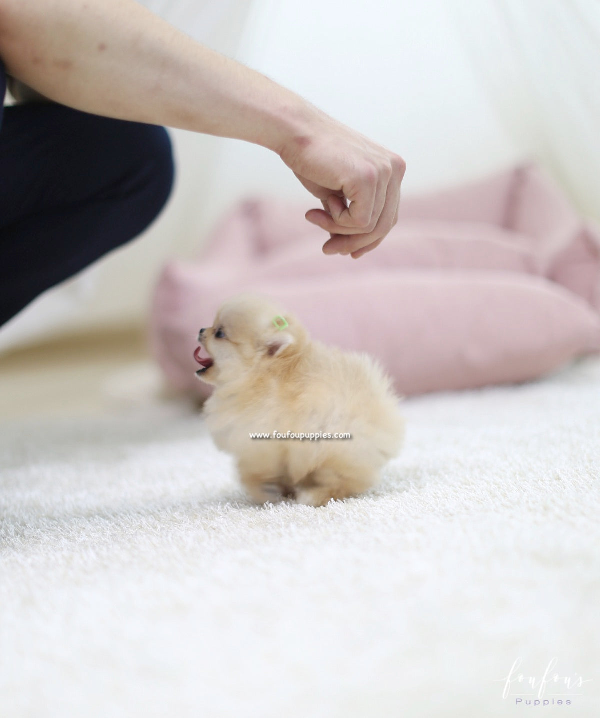 Creme Caramel - Pomeranian M.