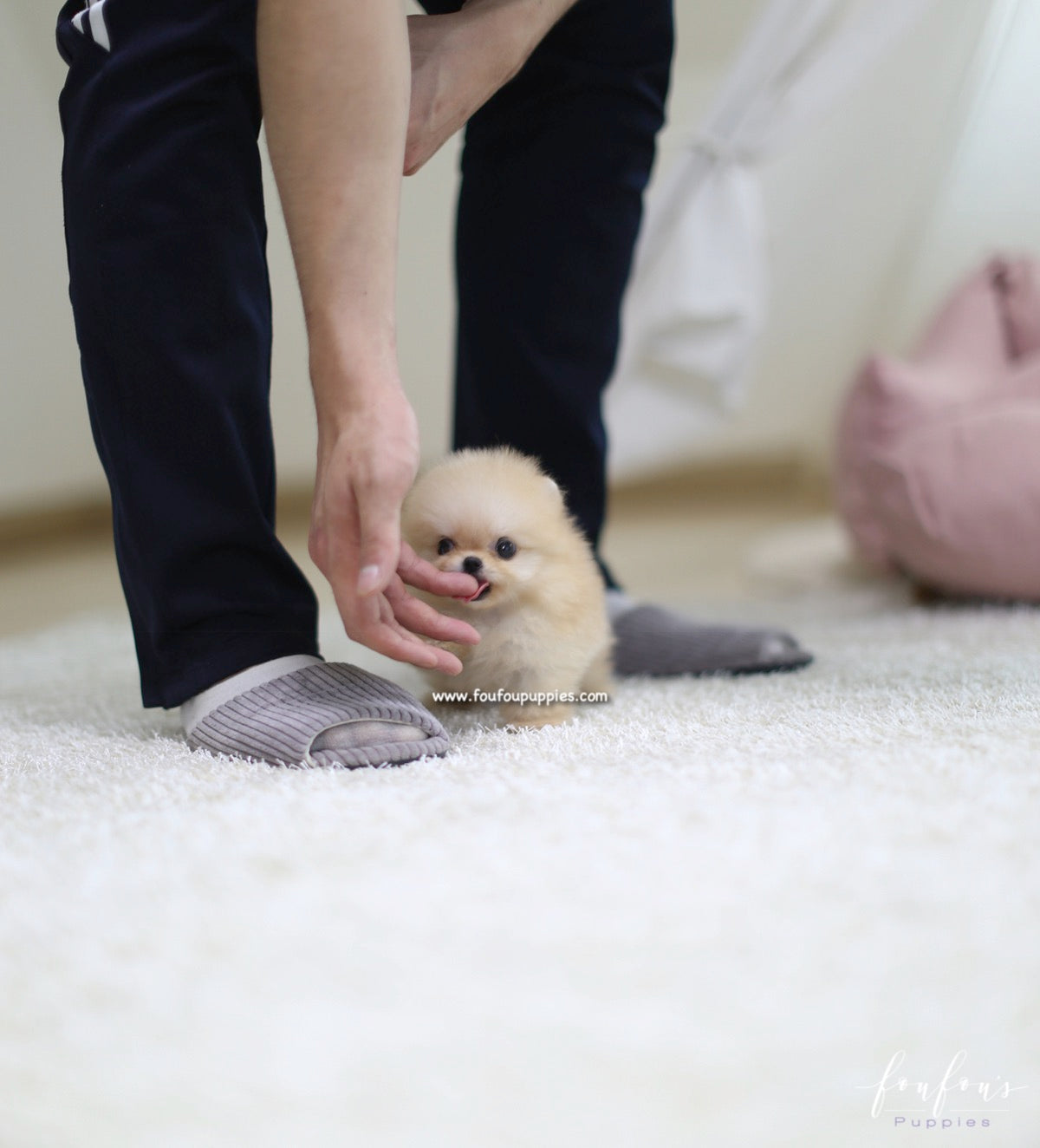 Creme Caramel - Pomeranian M.