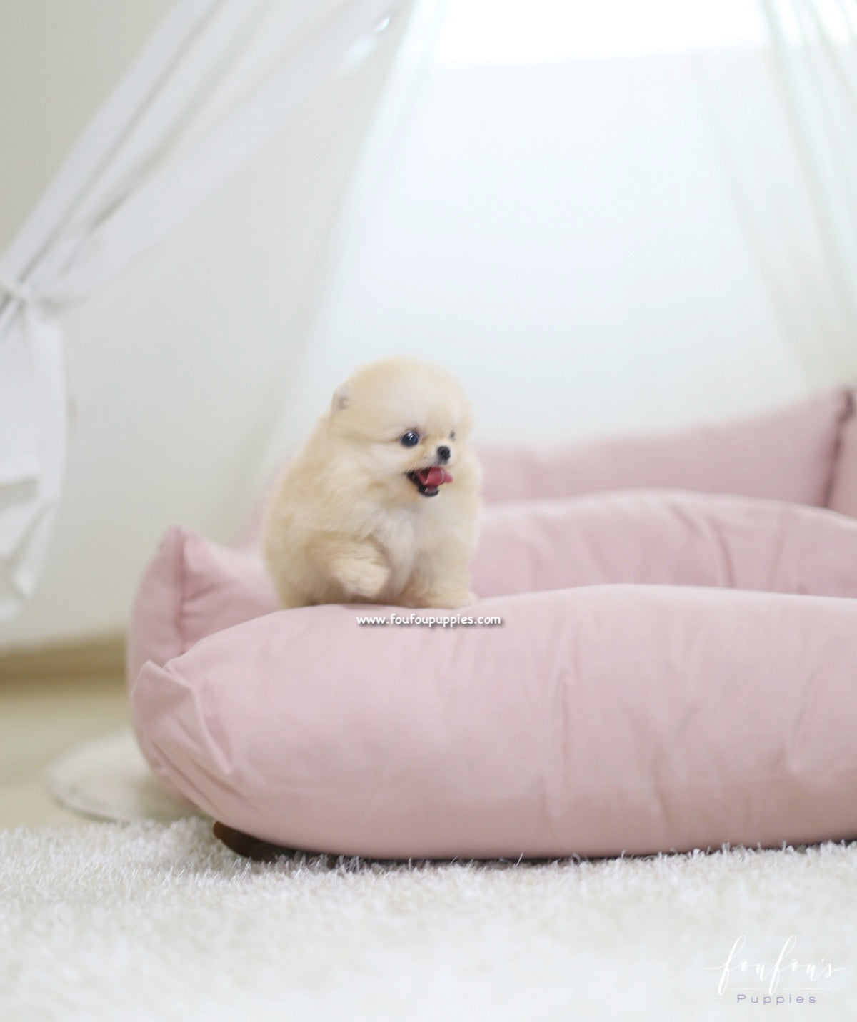 Creme Caramel - Pomeranian M.